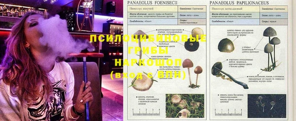 крисы Пестово